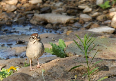 428neals 042rufous.jpg