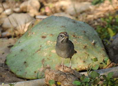 428neals 050rufous.jpg