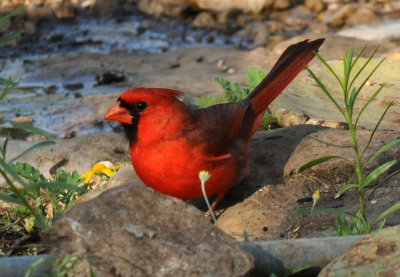 428neals 065ncardinal.jpg