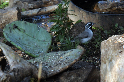 428neals 080blackthroated.jpg