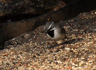 428neals 089blackthroated.jpg
