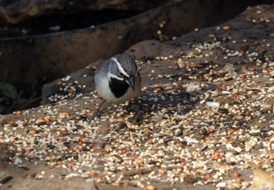428neals 091blackthroated.jpg
