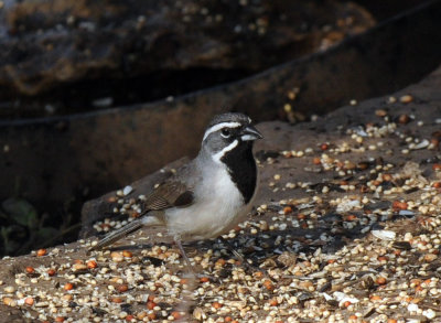 428neals 094blackthroated.jpg