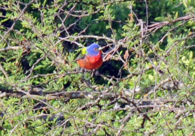 428neals 098paintedbunting.jpg