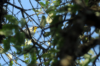 428neals 108yellowthroatedW.jpg