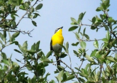 428neals 120yellowbreastedchat.jpg