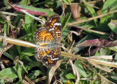 429cooks 014phaon.jpg