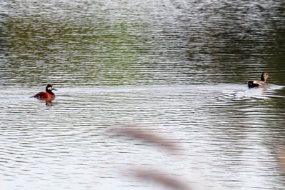 429cooks 016ruddyGadwall2.jpg