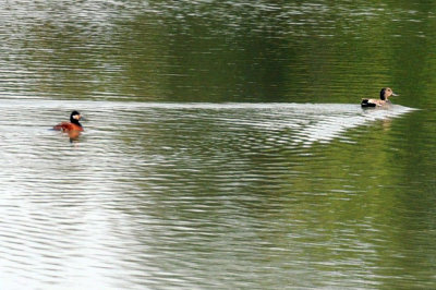 429cooks 017ruddyGadwall.jpg