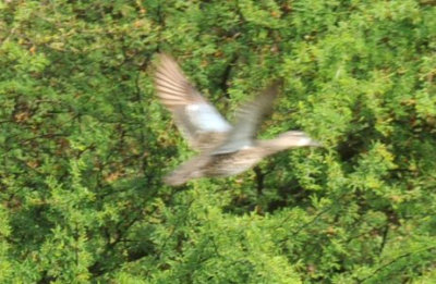 429cooks 031bluewingedteal.jpg