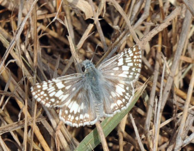 429cooks 034tropicalcheckeredskipper.jpg