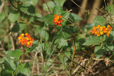 429cooks 039lantana.jpg
