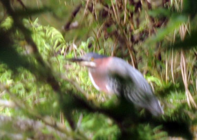 429cooks 045greenheron.jpg
