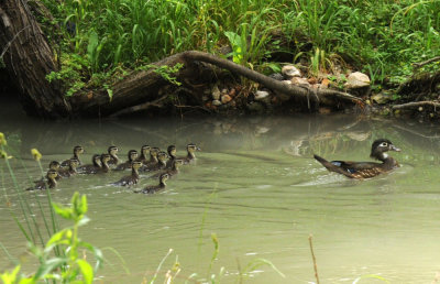 429cooks 054woodduckies.jpg