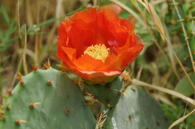429cooks 114cactus.jpg