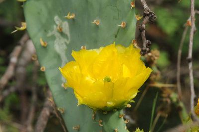 429cooks 132cactus.jpg
