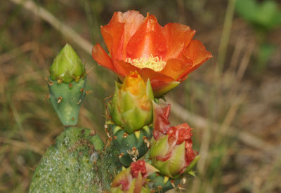 429cooks 140cactus.jpg