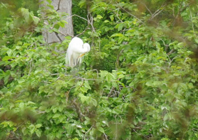 429cooks 152greategret.jpg