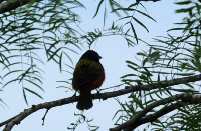 429cooks 165paintedbunting.jpg