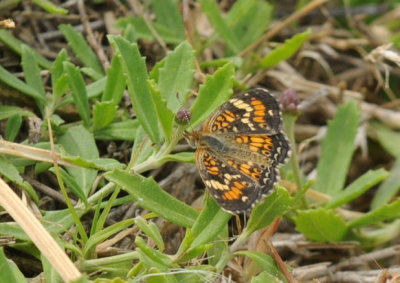 429cooks 180phaon.jpg
