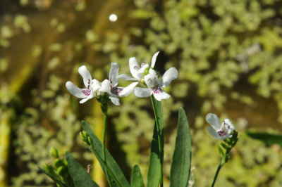 528cooks2018_054waterflora.jpg