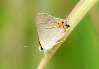 522boernenaba_013grayhairstreak.jpg