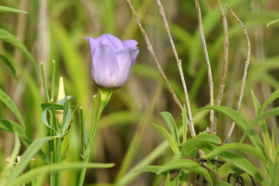 522boernenaba_021bluebell.jpg