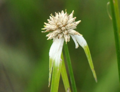 522boernenaba_037flora.jpg
