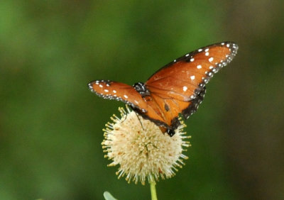 522boernenaba_043queenbuttonbush.jpg