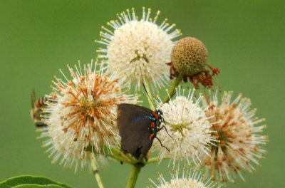 522boernenaba_051greatpurplehairstreak.jpg