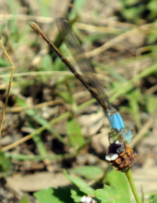 Butterflies mostly