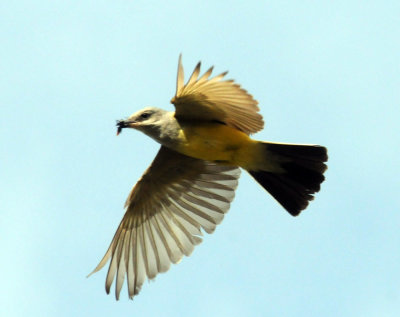 Uvalde Nature