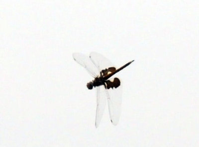 Cook's Slough Nature Park: Uvalde