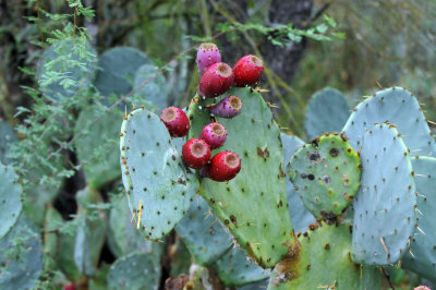 Cook's Slough Nature Park: Uvalde and