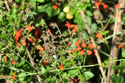 111cooksNov_001salvia.jpg