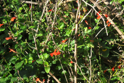 111cooksNov_004salvia.jpg