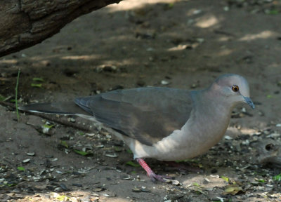 Bird Chasing