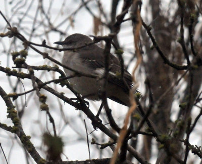 Winter at the Slough
