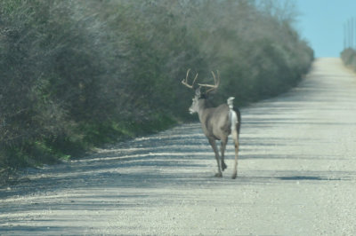 1214county_073deer.jpg