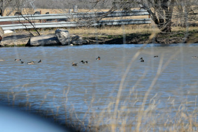 1214county_084northernsholveler.jpg