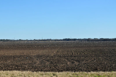 1215cbc2_2018_007sandhills.jpg