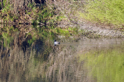 1215CBC_011coot.jpg