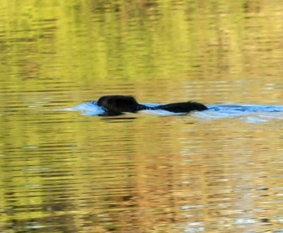 1215CBC_014beaverlike.jpg