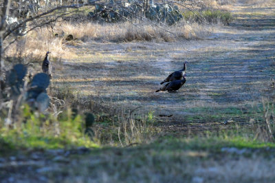1215CBC_037wildturkeys.jpg