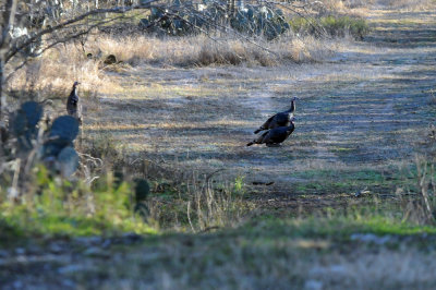 1215CBC_037wildturkeys.jpg