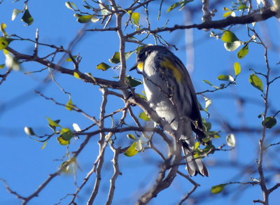 1215CBC_062yellowrumpedAudubons.jpg