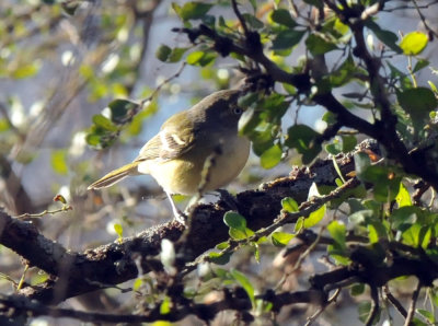 1215CBC_089whiteeyedvireo.jpg