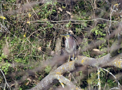 1215CBC_160greenheron.jpg