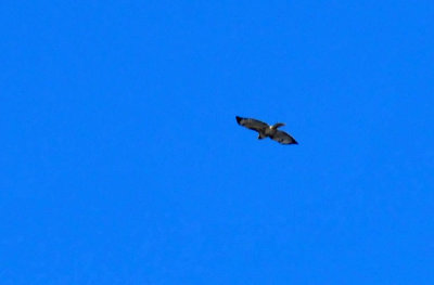 1215CBC_170redtail.jpg