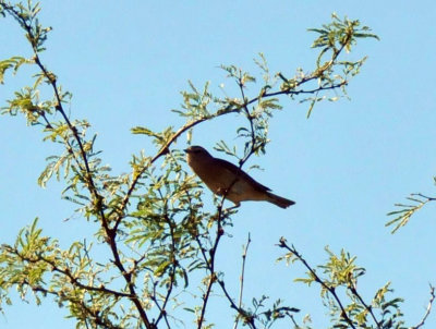 1215CBC_173warbler.jpg